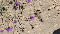 Saltugilia splendens