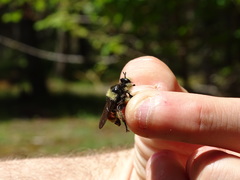 Laphria fernaldi