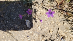 Saltugilia splendens