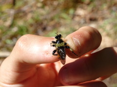 Laphria fernaldi