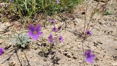 Saltugilia splendens
