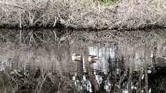 Tachybaptus novaehollandiae