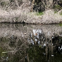 Tachybaptus novaehollandiae