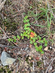 Gonocarpus micranthus micranthus