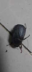Coleoptera