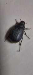 Coleoptera