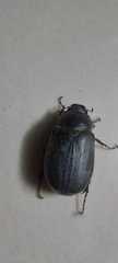 Coleoptera