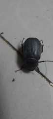 Coleoptera