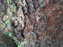 Anarrhotus fossulatus