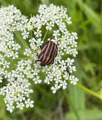 Graphosoma rubrolineatum