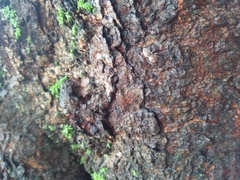 Anarrhotus fossulatus