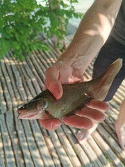 Notopterus notopterus