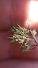 Polygonum polygaloides kelloggii