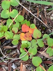 Gonocarpus micranthus micranthus