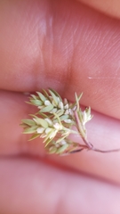 Polygonum polygaloides kelloggii