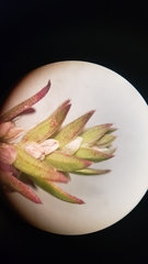 Polygonum polygaloides kelloggii