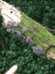 Exidia novozealandica