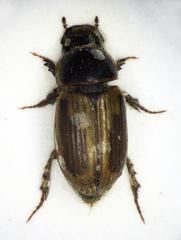 Melinopterus sphacelatus