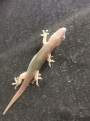 Hemidactylus frenatus