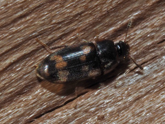 Litargus connexus