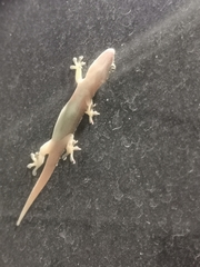 Hemidactylus frenatus