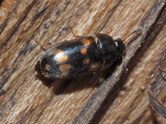 Litargus connexus