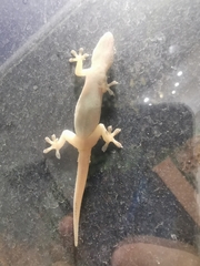 Hemidactylus frenatus