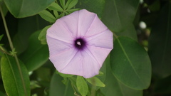 Ipomoea cairica cairica