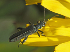 Oedemera virescens