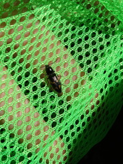 Selatosomus suckleyi