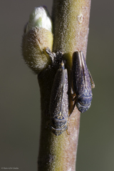 Graphocephala confluens