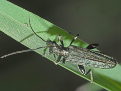 Oedemera virescens