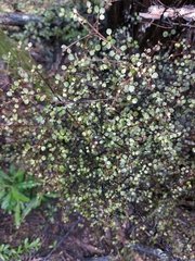 Coprosma crassifolia