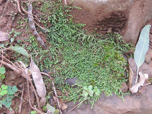 Great carboniferous stickmoss (Selaginella tenuissima)