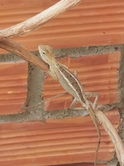 Calotes versicolor