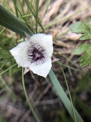 Calochortus tolmiei