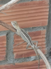 Calotes versicolor