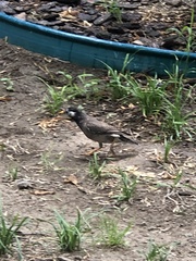 Spodiopsar cineraceus