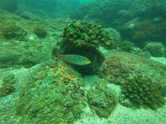 Halichoeres chierchiae