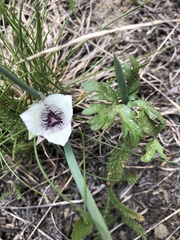 Calochortus tolmiei