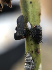 Enchenopa quadricolor