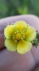 Drymocallis lactea austiniae