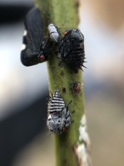 Enchenopa quadricolor