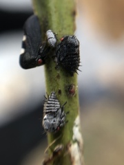 Enchenopa quadricolor