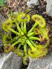 Drosera hookeri