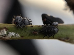 Enchenopa quadricolor