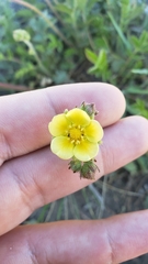 Drymocallis lactea austiniae