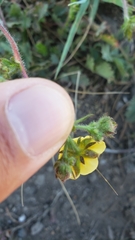 Drymocallis lactea austiniae