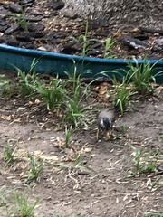 Spodiopsar cineraceus