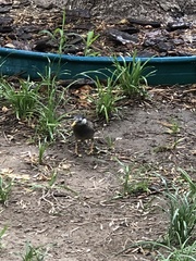 Spodiopsar cineraceus